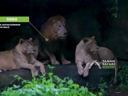 Akhir Duel Singa Debo dan Frans Tabrak Mobil Pengunjung, Siapa Menang?