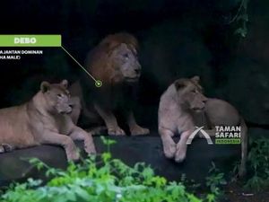 2 Singa Taman Safari Duel Rebutan Betina-Tabrak Mobil, Siapa yang Menang? 2 Singa Taman Safari Duel Rebutan Betina-Tabrak Mobil, Siapa yang Menang?