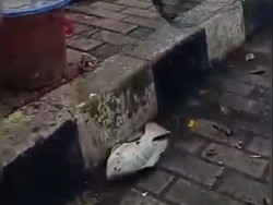 Viral Warga Ramai Berburu Ikan-ikan Besar Mabuk di Sungai Cisadane