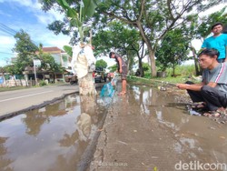 Tak Cuma Tanam Pisang, Warga Jember Juga Tebar Ikan-Mancing di Jalan Berlubang