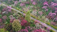 Menikmati Syahdunya Kebun Plum yang Bermekaran di China