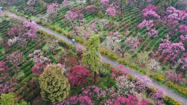 Menikmati Syahdunya Kebun Plum yang Bermekaran di China