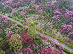Menikmati Syahdunya Kebun Plum yang Bermekaran di China