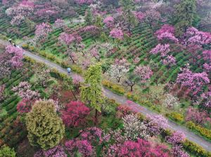 Menikmati Syahdunya Kebun Plum yang Bermekaran di China Menikmati Syahdunya Kebun Plum yang Bermekaran di China