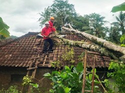 Atap Rumah Warga Rusak Tertimpa Pohon Cengkih