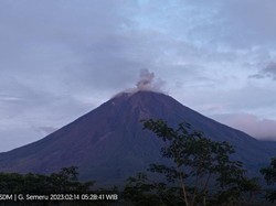 Gunung Semeru Erupsi Lagi, Tinggi Letusan 800 Meter
