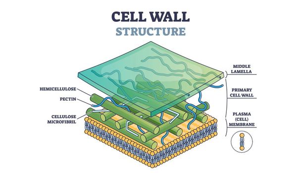 ilustrasi dinding sel tumbuhan