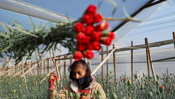 Momen Valentine, Intip Bisnis Mawar Kolombia yang Tembus Pasar Dunia