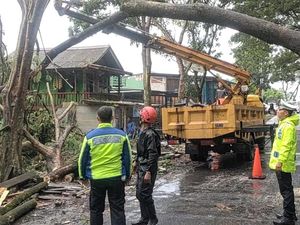 Pohon Setinggi 20 Meter Tumbang Melintang Jalan di Palabuhanratu Pohon Setinggi 20 Meter Tumbang Melintang Jalan di Palabuhanratu