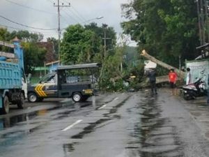 Pohon Besar Tumbang Timpa Motor di Kediri, Ayah Tewas-Anak Terluka Pohon Besar Tumbang Timpa Motor di Kediri, Ayah Tewas-Anak Terluka