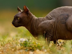 Mengapa Ada Kucing yang Tak Punya Bulu? Begini Penjelasannya