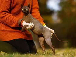 Penyebab Kucing Sphynx Tak Punya Bulu, Rentang Disengat Matahari