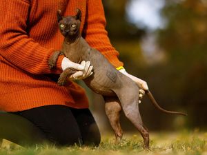 Penyebab Kucing Sphynx Tak Punya Bulu, Rentang Disengat Matahari Penyebab Kucing Sphynx Tak Punya Bulu, Rentang Disengat Matahari