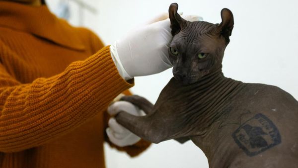 Potret Kucing yang Ditato Geng Narkoba Meksiko di Penjara