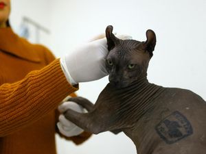 Potret Kucing yang Ditato Geng Narkoba Meksiko di Penjara