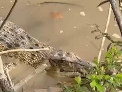 Buaya Muncul di Tepian Sungai Kuantan, BKSDA Riau Imbau Warga Tak Mendekat