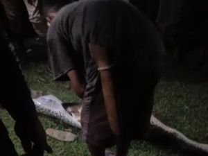 Buasnya Piton di Muna Barat Telan Seekor Sapi Warga