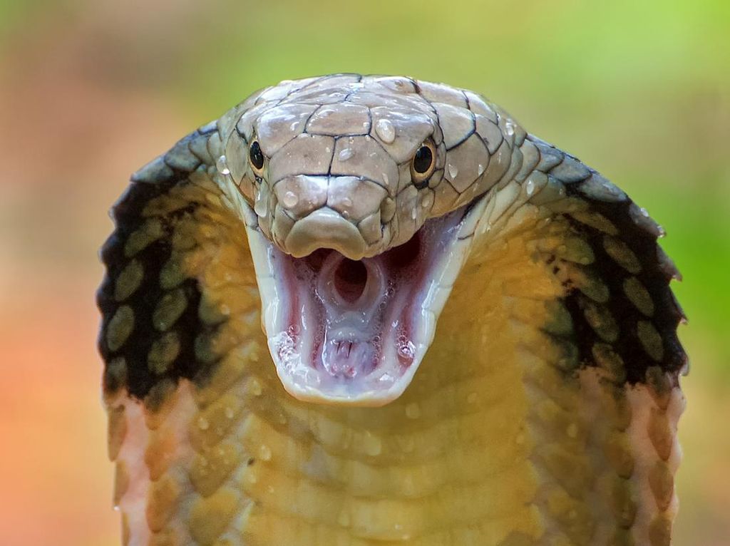 King Kobra Sepanjang 1,5 Meter Masuk Rumah Warga di Kuningan