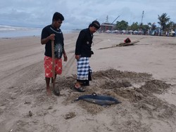 Anak Lumba-lumba Mati Terdampar di Pantai Legian