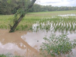 Sungai Madiun Meluap Banjiri Jalan Raya dan Areal Persawahan di Ngawi