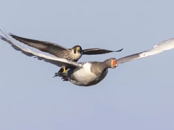 Foto Menakjubkan Elang Bonceng Angsa Saat Terbang