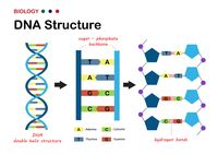 Dna Dna DNA FJMJO Dna Dna DNA FJMJO