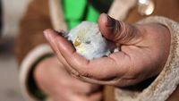 Kisah Amina, Korban Gempa Turki yang Merawat Burung Terluka
