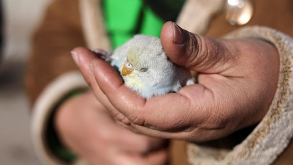 Kisah Amina, Korban Gempa Turki yang Merawat Burung Terluka