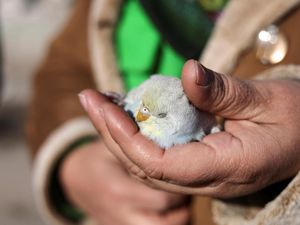 Kisah Amina, Korban Gempa Turki yang Merawat Burung Terluka