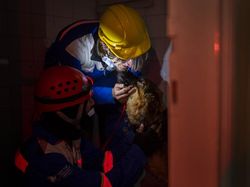 Momen Pilu Penyelamatan Anjing yang 7 Hari Terjebak Reruntuhan Gempa Turki