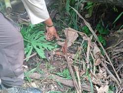 Wanita di Keerom Papua Tewas Diserang Burung Kasuari Secara Brutal