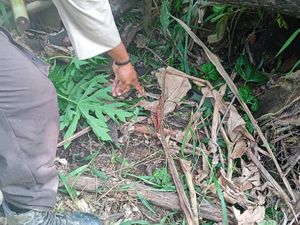 Wanita di Keerom Papua Tewas Diserang Burung Kasuari Secara Brutal Wanita di Keerom Papua Tewas Diserang Burung Kasuari Secara Brutal