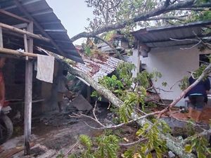 Bruk! Pohon Trembesi Tua di Karangnongko Klaten Ambruk Timpa Rumah Warga Bruk! Pohon Trembesi Tua di Karangnongko Klaten Ambruk Timpa Rumah Warga