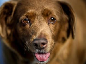 Potret Bobi, Anjing Tertua di Dunia dari Portugal Potret Bobi, Anjing Tertua di Dunia dari Portugal
