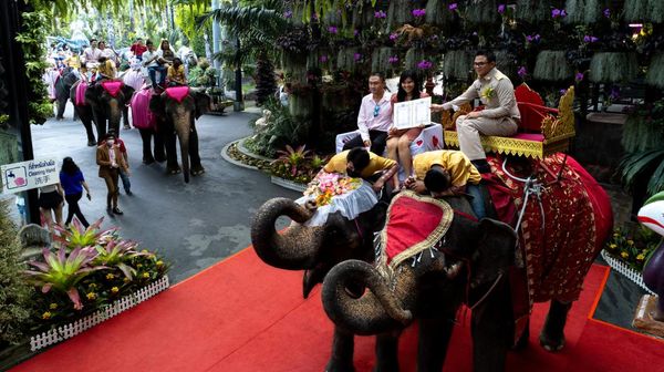 Rayakan Valentine, Puluhan Pasangan Thailand Nikah di Atas Gajah
