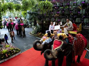 Rayakan Valentine, Puluhan Pasangan Thailand Nikah di Atas Gajah Rayakan Valentine, Puluhan Pasangan Thailand Nikah di Atas Gajah