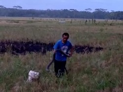 Heboh Aksi Ujang Pangandaran Tangkap King Kobra Pakai Tangan Kosong