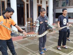 Sanca 4 Meter Ditemukan Santri di Wonogiri, Sempat Dikira Sampah