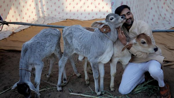 Unik Banget, India Ubah Valentine Jadi Hari Memeluk Sapi