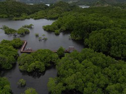 Hari Mangrove Sedunia 26 Juli 2023: Sejarah, Tujuan, dan Cara Merayakan