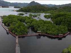 Ekowisata Mangrove Pantai Bebek Jayapura Asri Banget