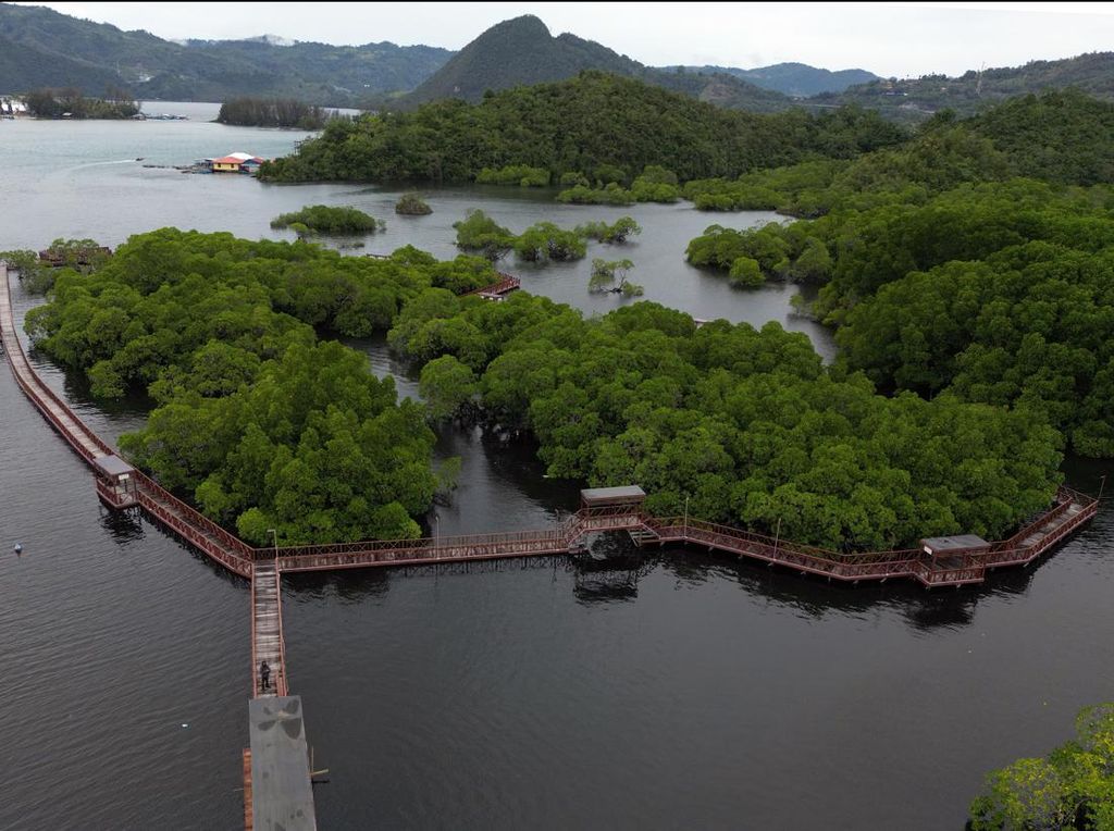 Ekowisata Mangrove Pantai Bebek Jayapura Asri Banget Ekowisata Mangrove Pantai Bebek Jayapura Asri Banget