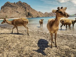 Waktu Terbaik Liburan ke Labuan Bajo, Musim Kemarau atau Musim Hujan?