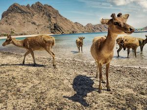 Waktu Terbaik Liburan ke Labuan Bajo, Musim Kemarau atau Musim Hujan? Waktu Terbaik Liburan ke Labuan Bajo, Musim Kemarau atau Musim Hujan?