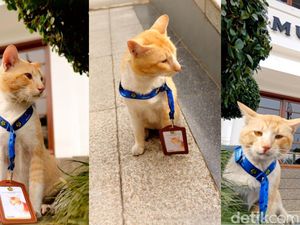 Kenalkan! Ini Soleh, Kucing Karyawan Museum Geologi Bandung yang Viral Kenalkan! Ini Soleh, Kucing Karyawan Museum Geologi Bandung yang Viral