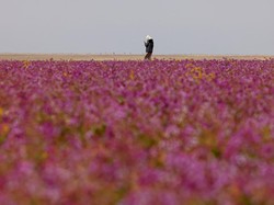 Saat Gurun Pasir Arab Saudi Berubah Jadi Padang Lavender Nan Indah
