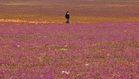 Wow! Ladang Lavender Warnai Gersangnya Gurun di Arab Saudi