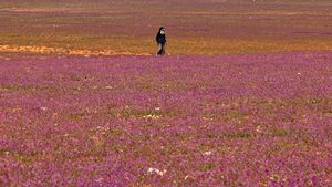 Wow! Ladang Lavender Warnai Gersangnya Gurun di Arab Saudi