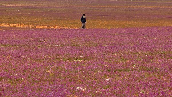 Wow! Ladang Lavender Warnai Gersangnya Gurun di Arab Saudi