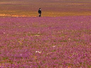 Wow! Ladang Lavender Warnai Gersangnya Gurun di Arab Saudi Wow! Ladang Lavender Warnai Gersangnya Gurun di Arab Saudi